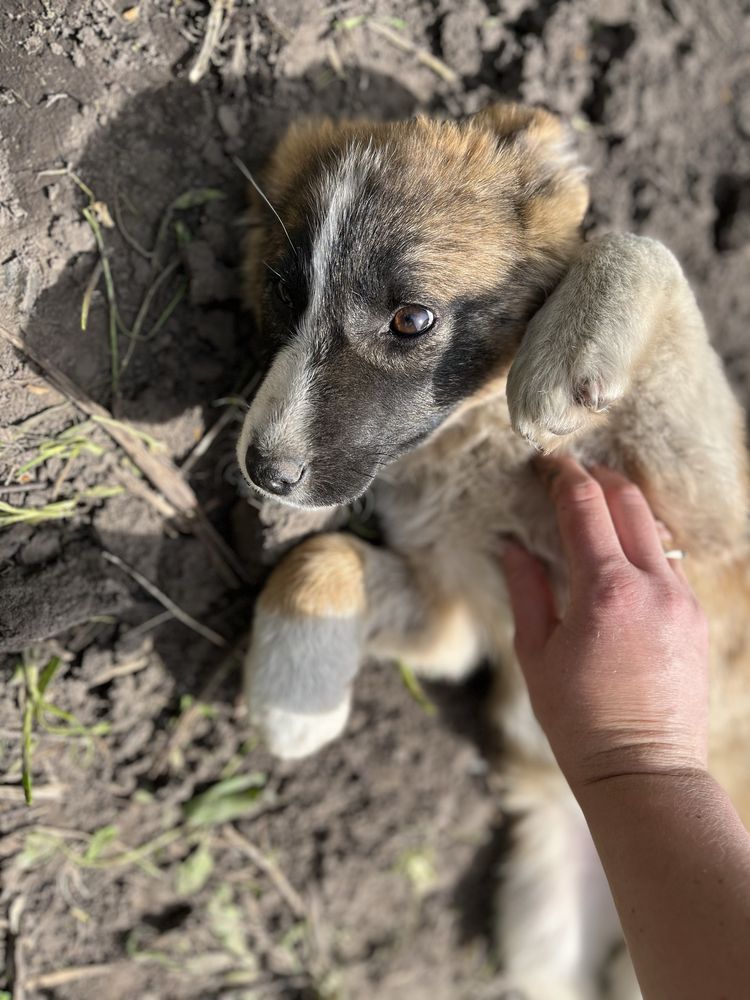 Віддам цуценя дівчата