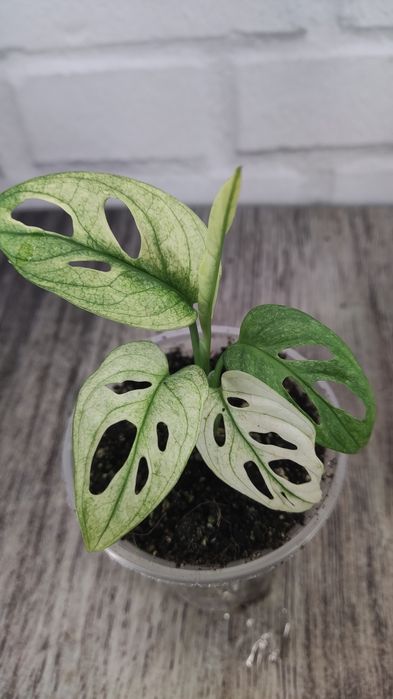 Монстера Адансона monstera adansonii, mint, variegated