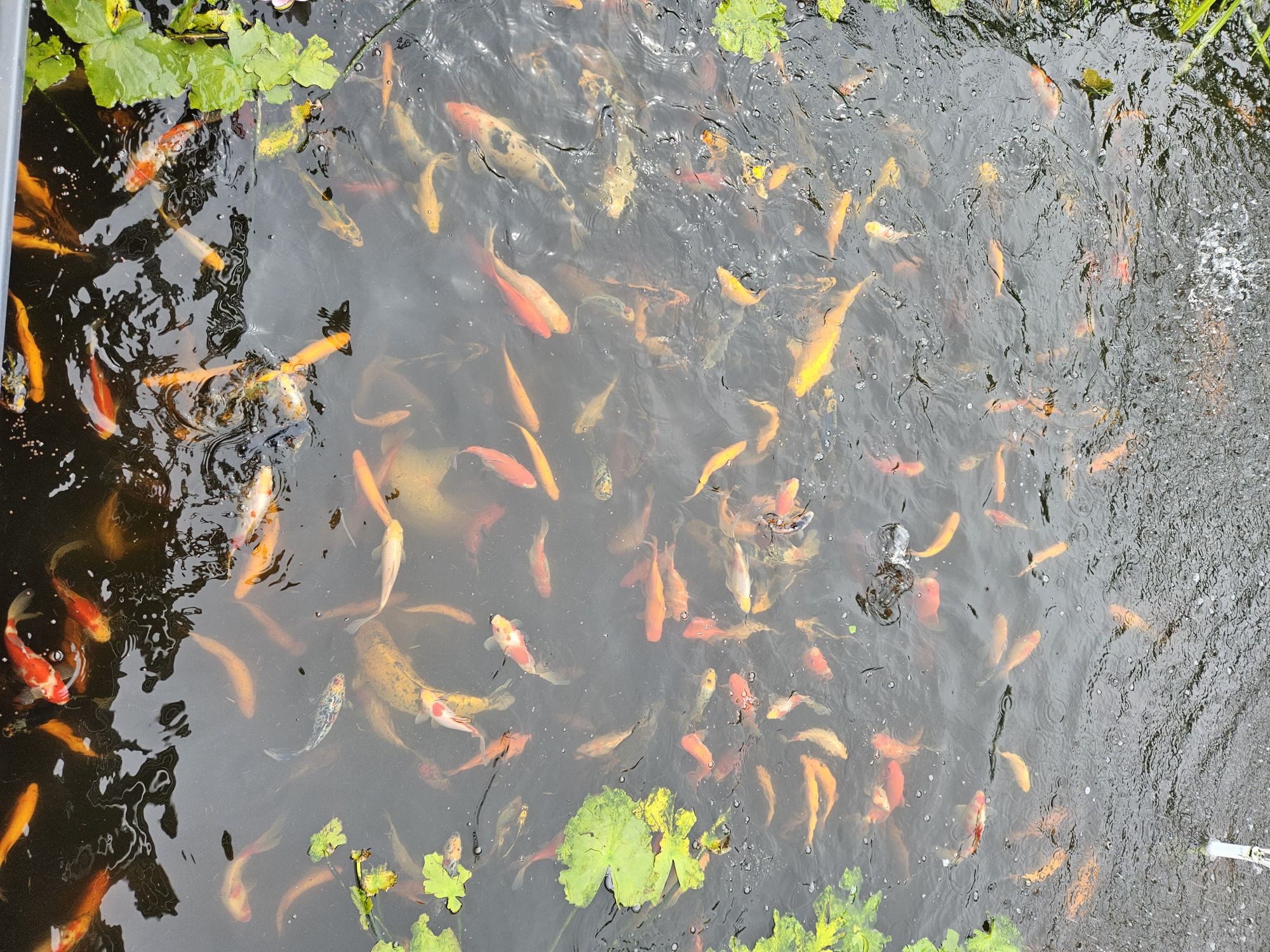 Karp Narybek kroczek Lin Karaś Wysyłka  Dowóz