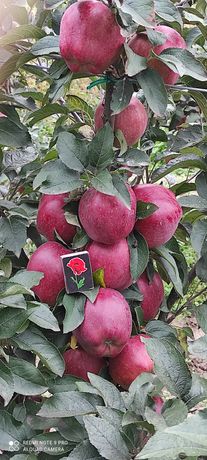 Яблука Ред Чіф з саду або заяча мордочка від 1т