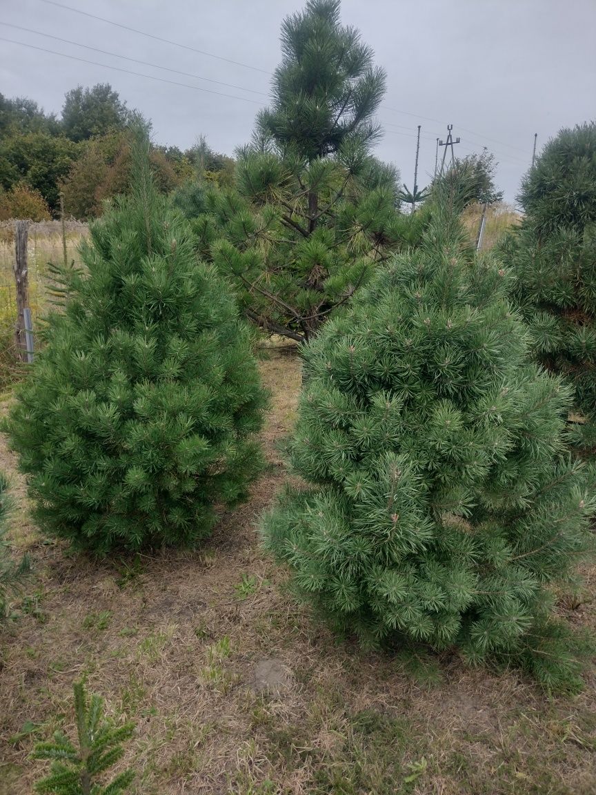 Piękne formowane iglaki Jodły Sosny Świerki Daglezje Bonsai do ogrodu