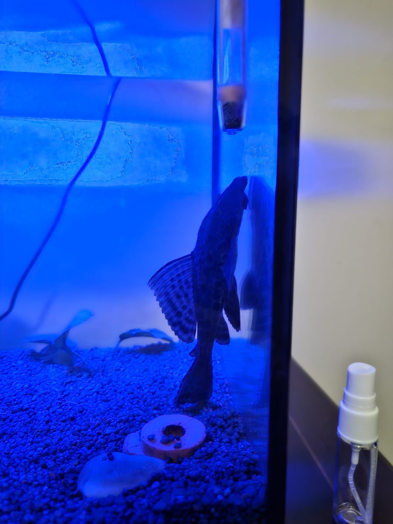 Peixe Plecostomus