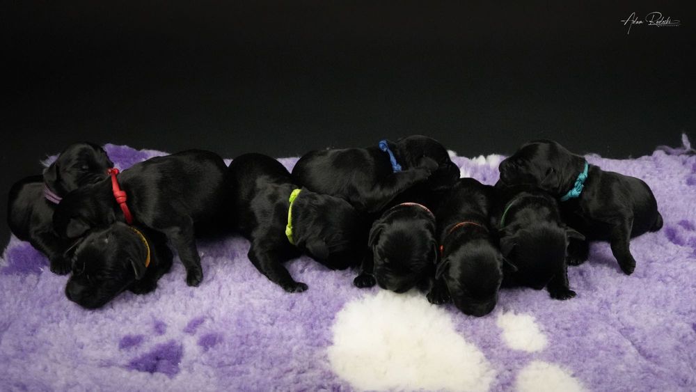 Sznaucer Olbrzym szczenię ZKwP rodzice import