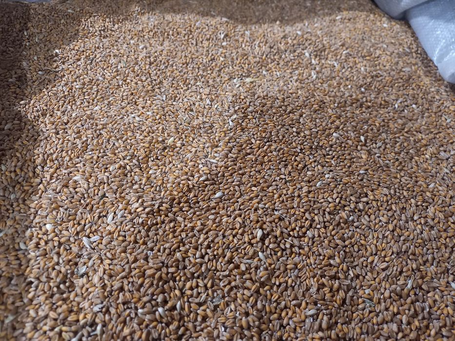 Пшениця озима 2025