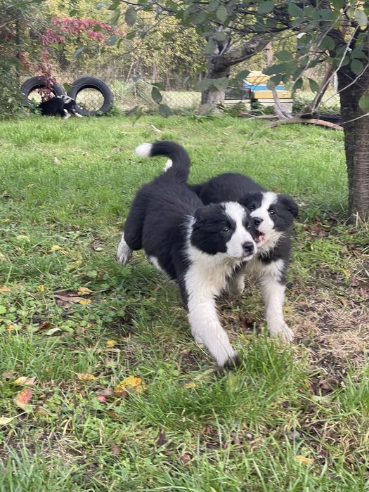 Suka border collie szczeniak