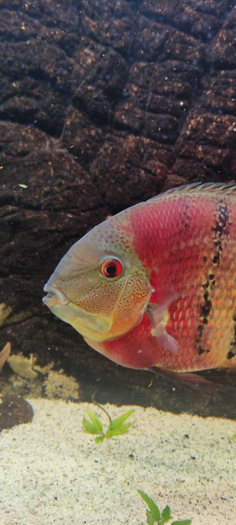 Severum ( Heros Rio Curare)