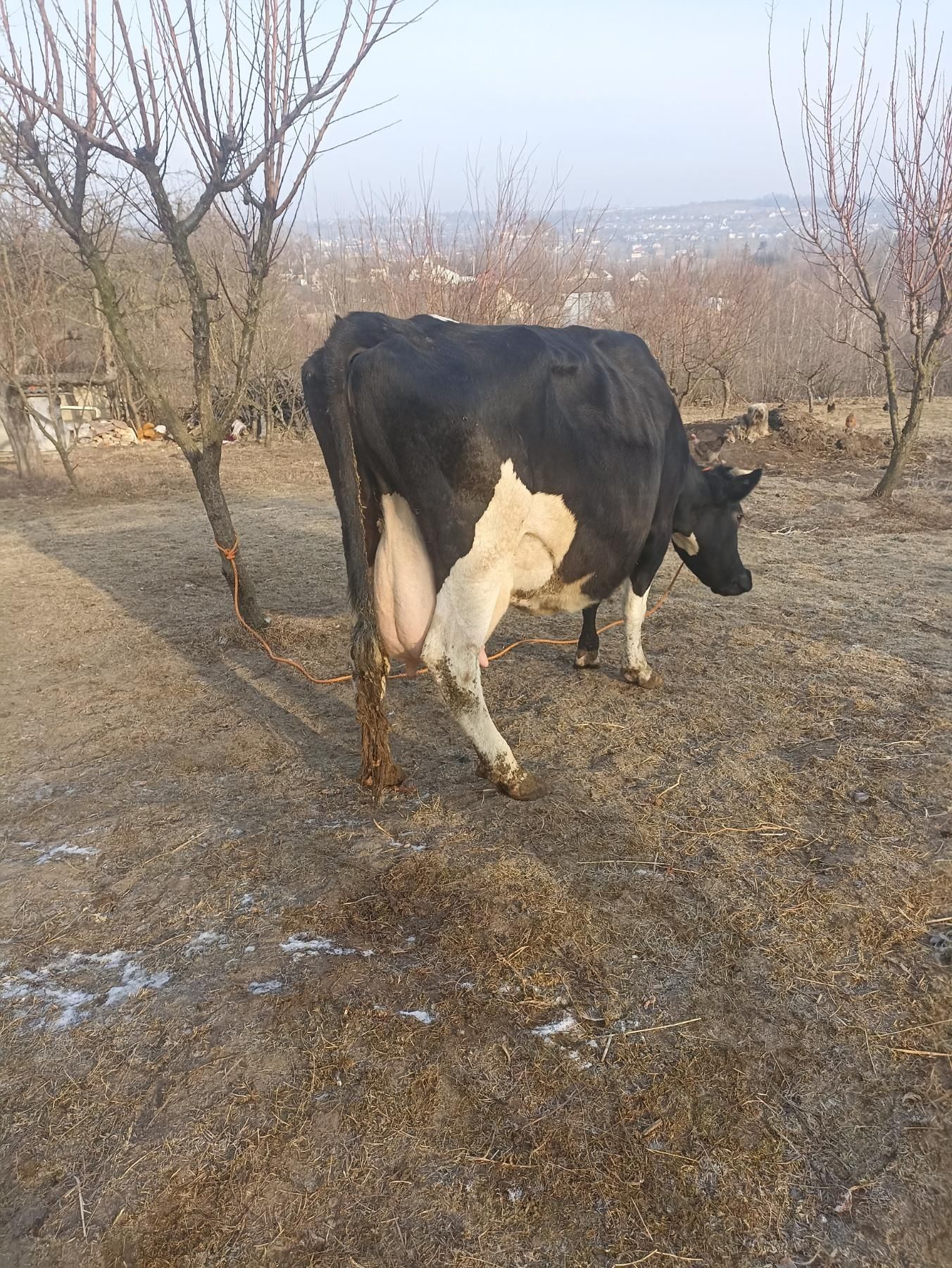Продам породисту корову