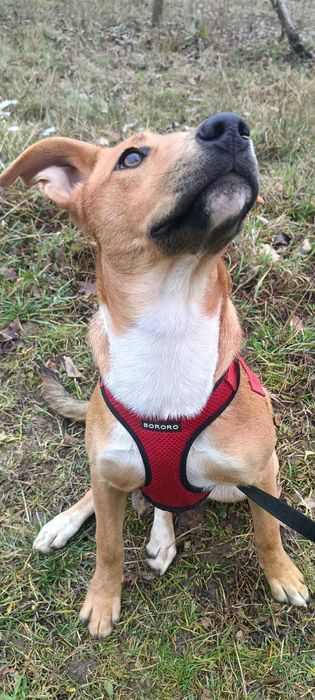 Ava młoda suczka szuka domu