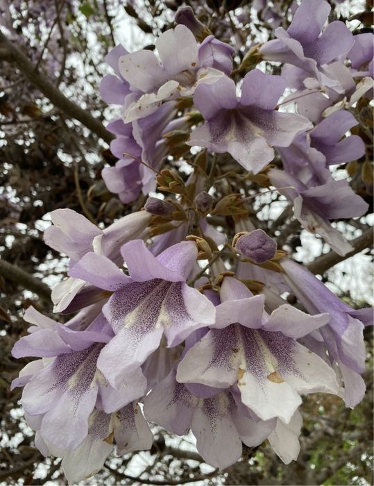 Павловнія морозостійка дворічна