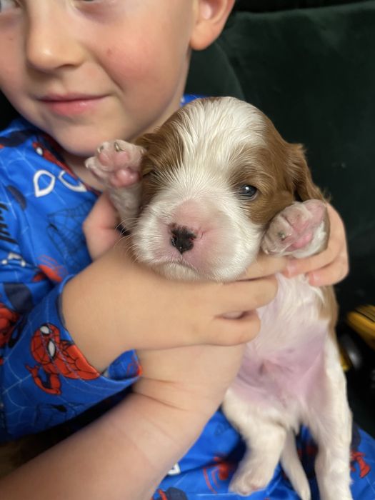 Cavalier king charles spaniel chlopak
