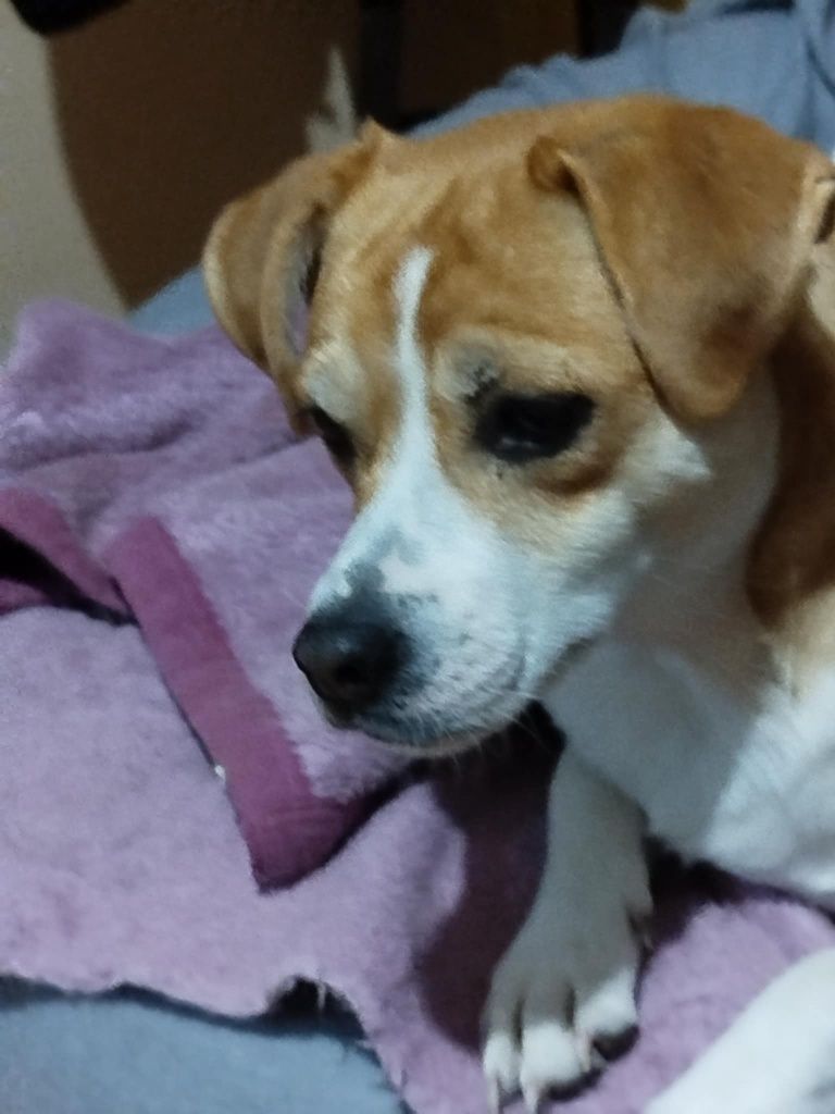 Słodki grubasek do adopcji, młoda sunia