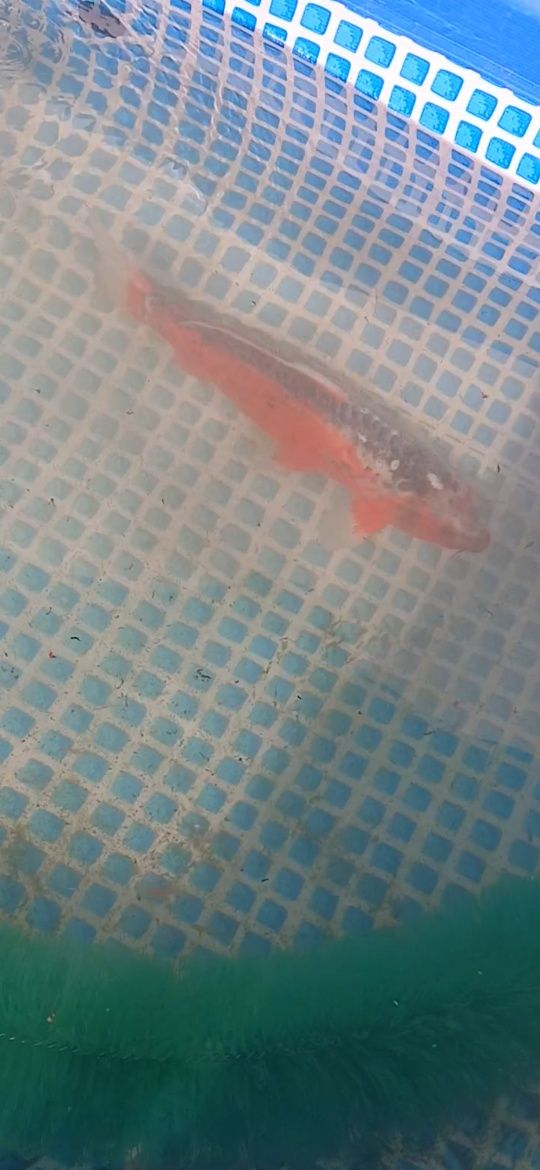Carpa koi shusui