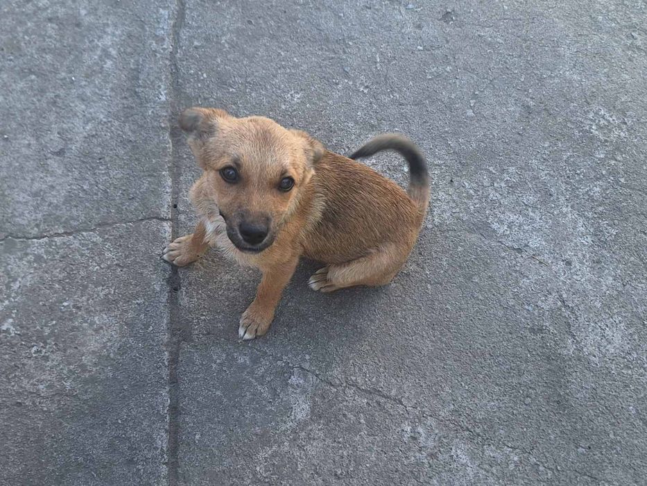 Маленькая собачка бесплатно. Собака даром. Пёс. Щенок. Щенки.