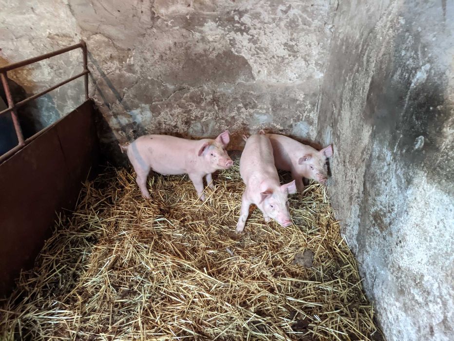 поросята. 2 кабінці і одна свинка