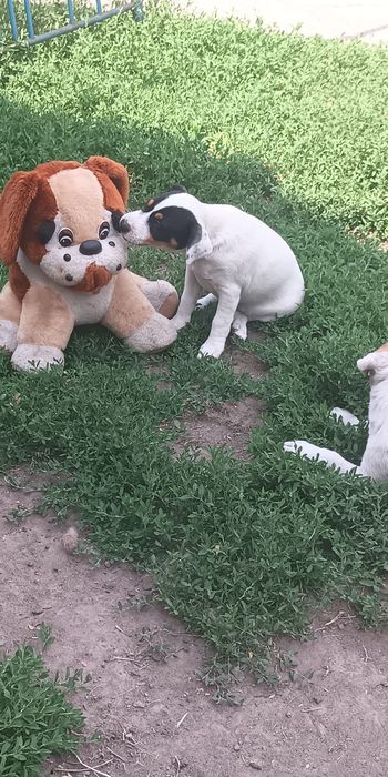 Джек Рассел тер'єр