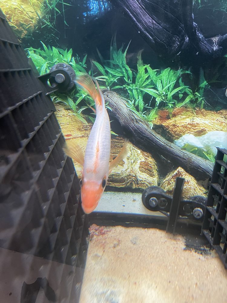peixe midas (red devil) branco e laranja