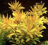 Nesaea gold- roślina akwariowa