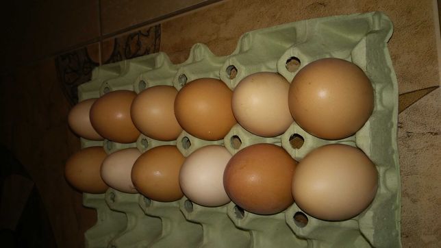 Jaja kurze z wolnego wybiegu