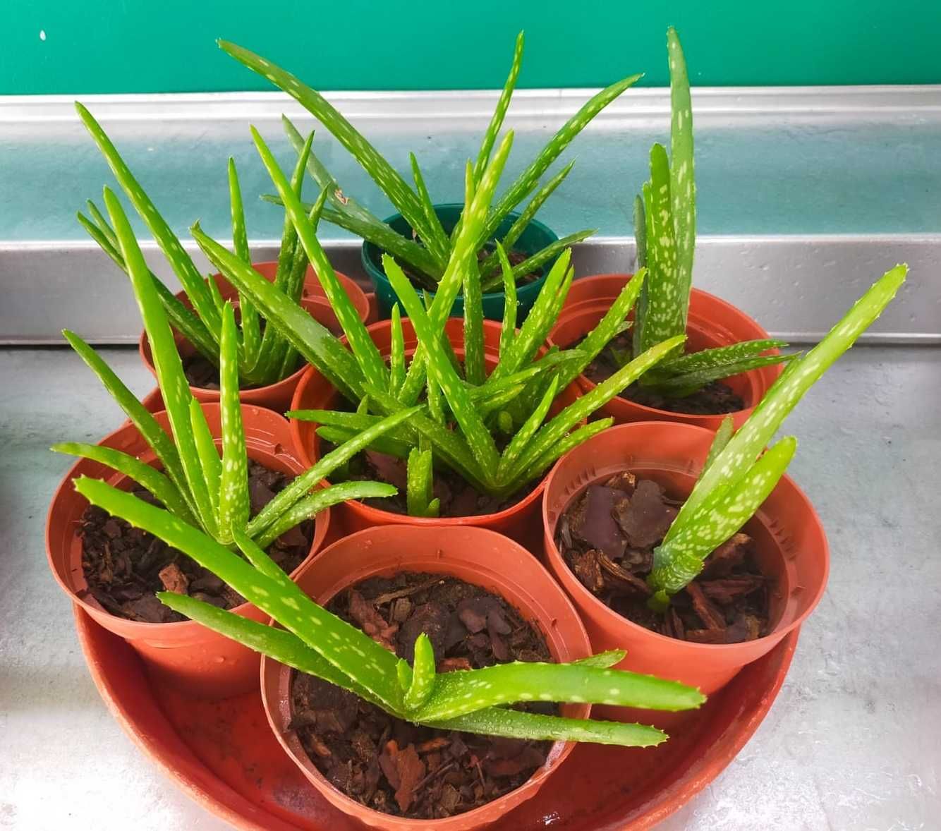 Planta Aloe Vera