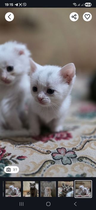 Котики вислоухі прямовухі коты шотландские