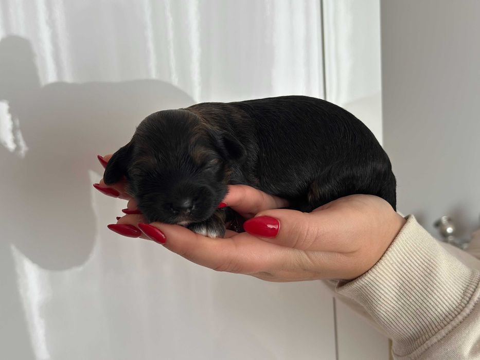 Cudny Hawańczyk samiec CZARUŚ :)