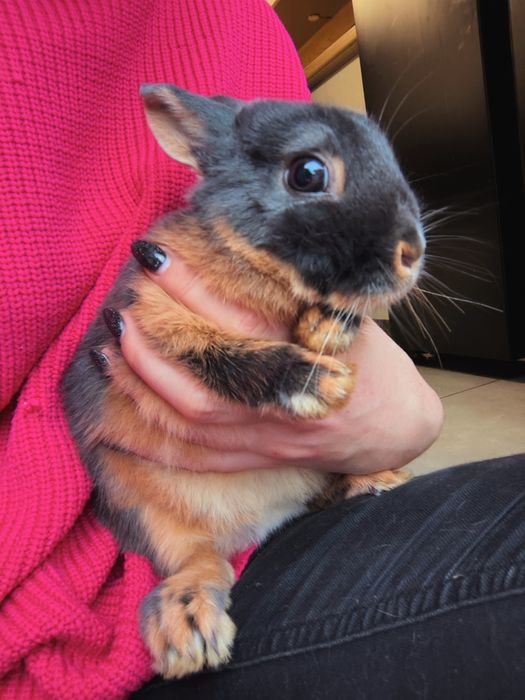 Króliki karzełki / miniaturki / mini