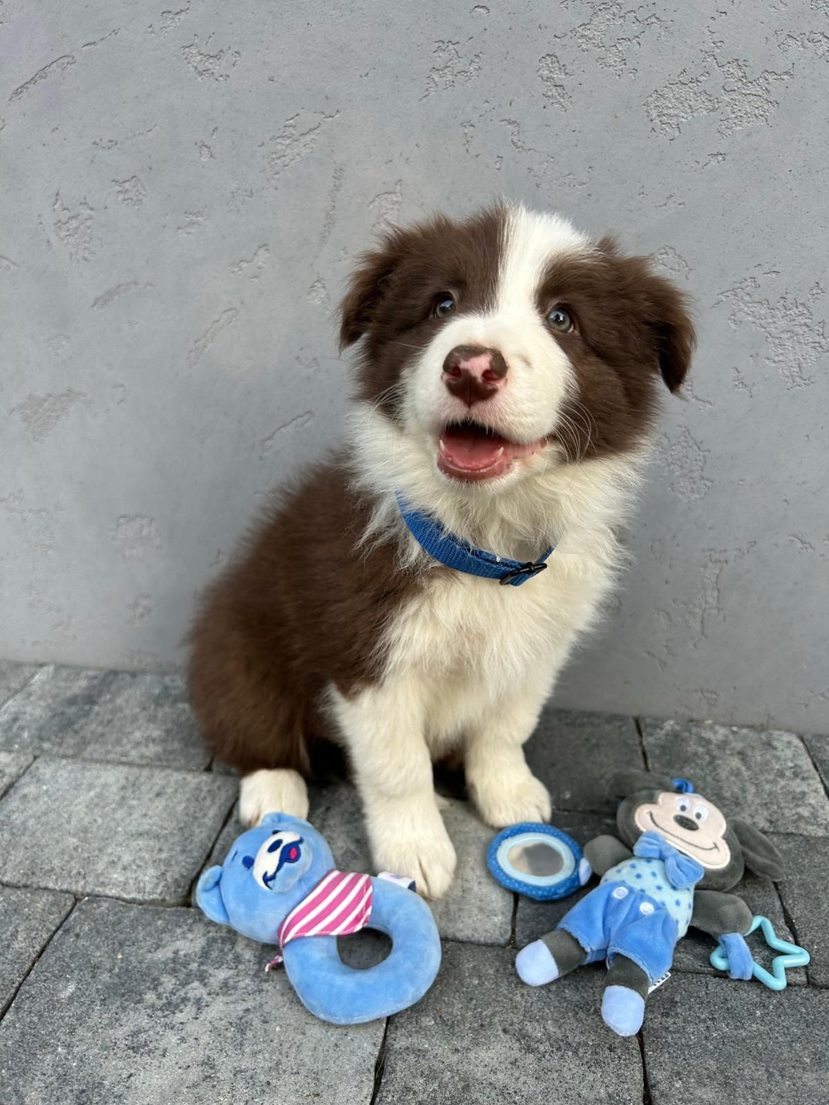 Border Collie piesek z rodowodem i badaniami