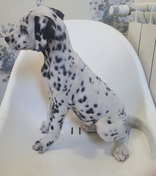 Dálmata macho 2 meses