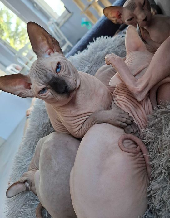 Sfinks Kanadyjski Kocur Dorosły Adopcja Płatna