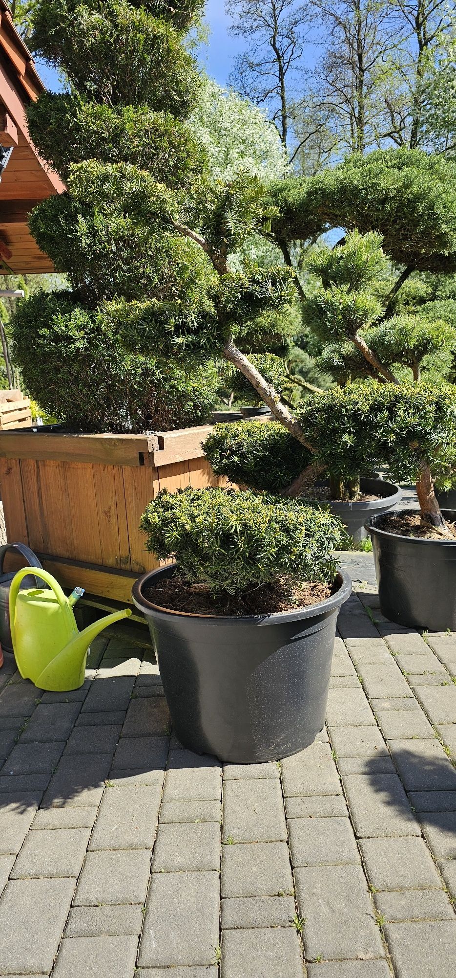 Bonsai wieloletnie okazy
