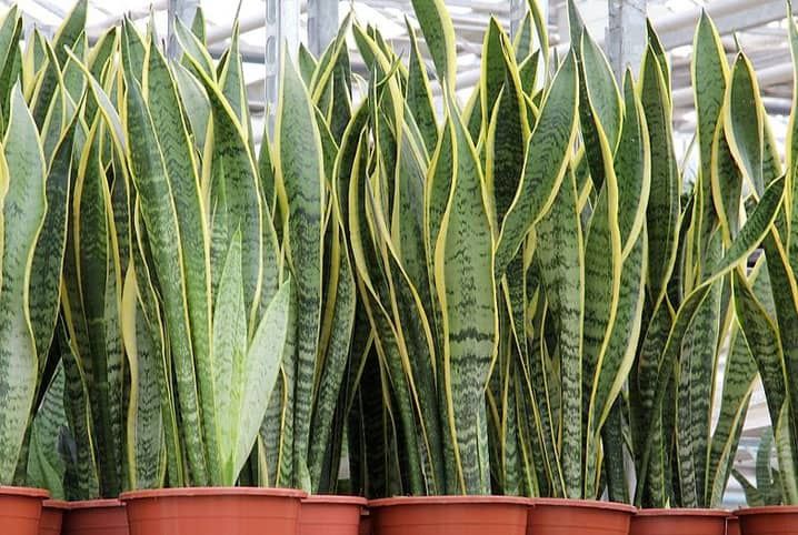 Vendo Aloe Vera, Espada São Jorge, Suculentas