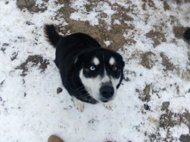 Zaginęła sunia w typie husky.Jest.