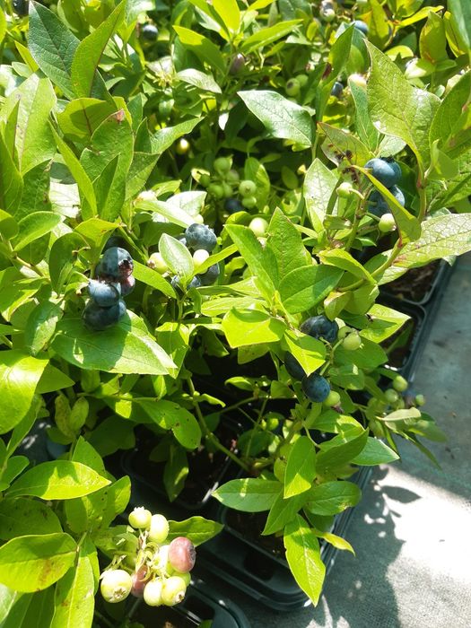 Borówka amerykańska, sadzonki borówki amerykańskiej  jagody