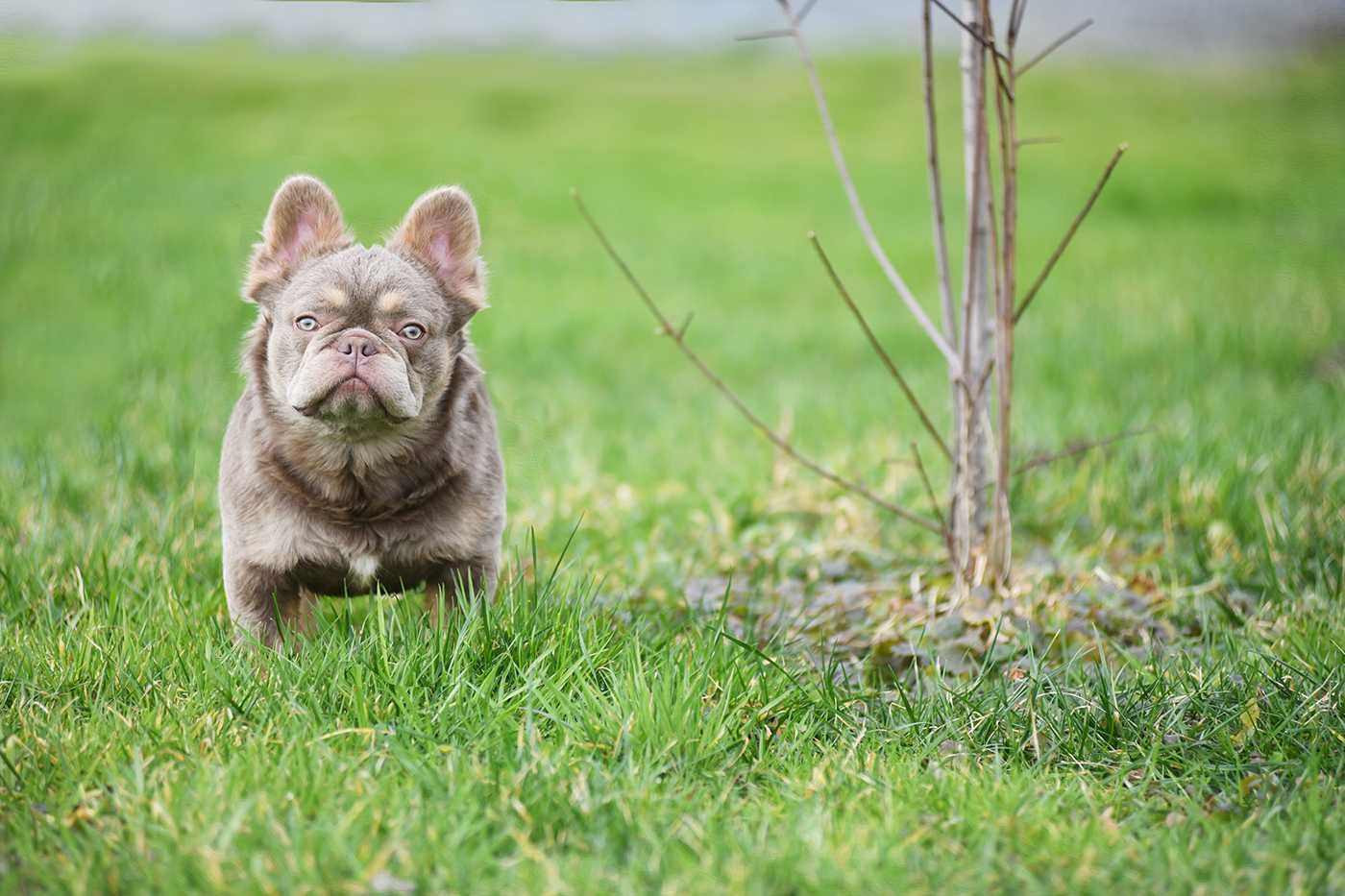 buldog francuski-suczka fluffy z isabella