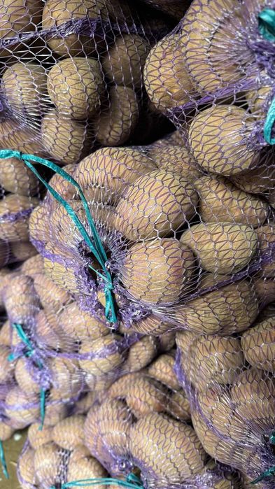 Продам картоплю Белла Роса