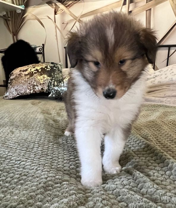 Owczarek Szkocki Długowłosy – szczeniaczki z hodowli Royal Collie