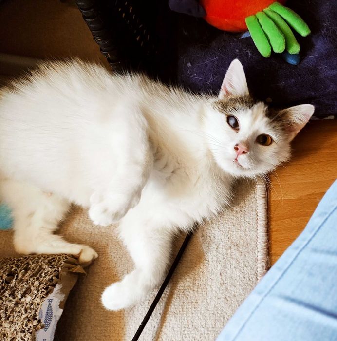 Śliczna Lilly, młodziutka koteczka szuka domu