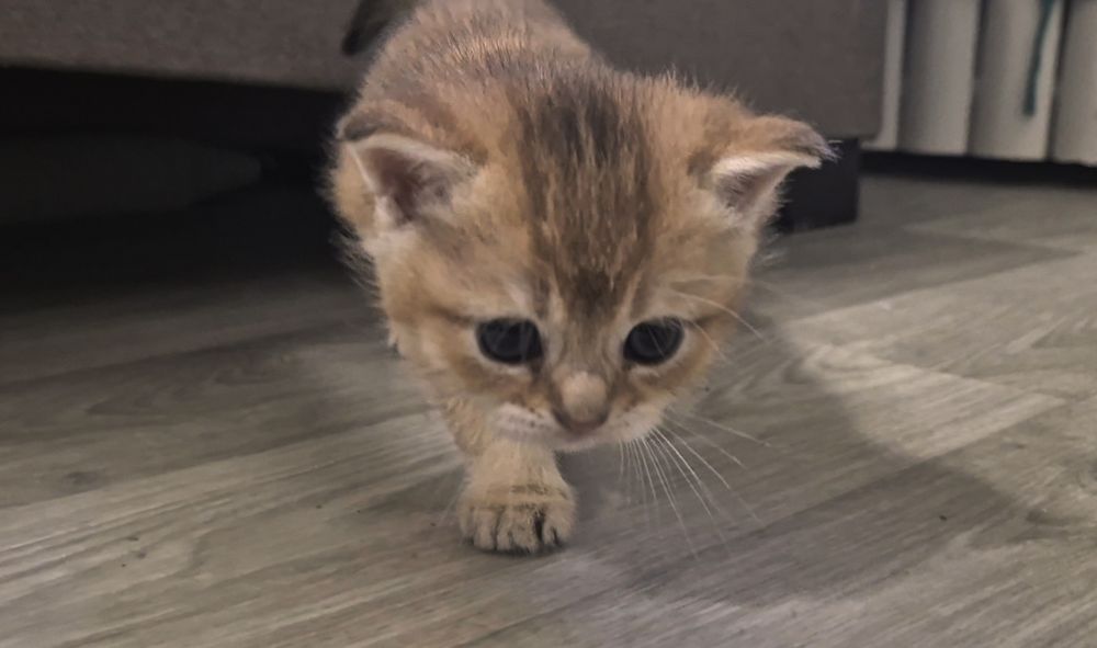 Шотландские котята вислоухие и прямоухие, девочки и мальчик