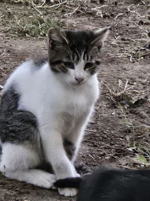 Отдам даром в добрые руки полосато-белого котенка