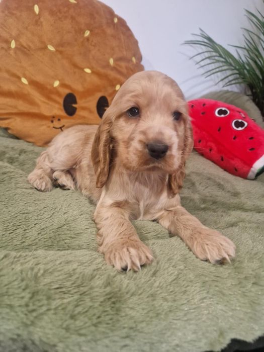 Suczka cocker spaniel