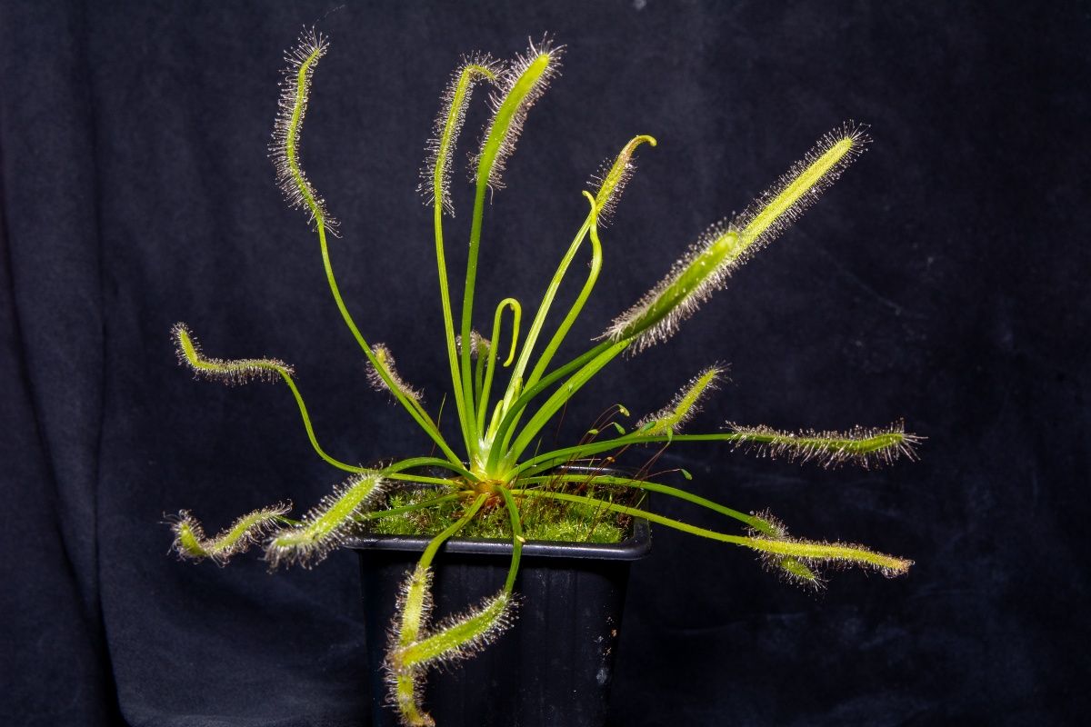 Planta Carnívora Drosera Capensis