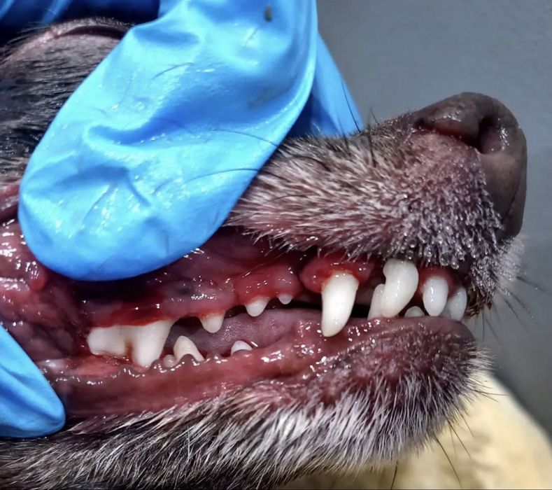 Ультразвуковая чистка зубов без наркоза