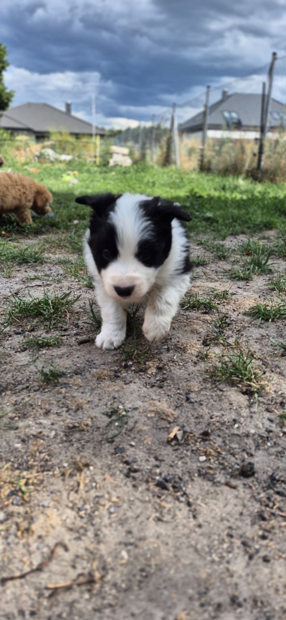 Border collie piesek