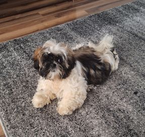 Shih Tzu suczka.