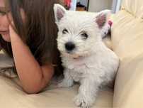 West Highland White Terrier