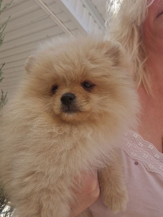 Чудові малюки. Померашки