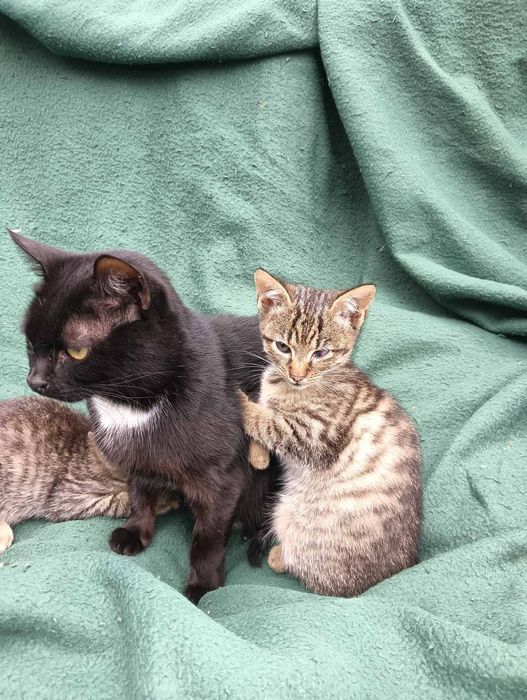 Котенята шукають родину