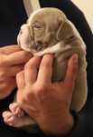 American Bully Micro Exotic