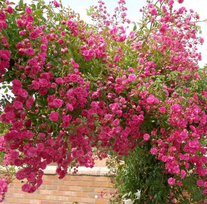 Англійська плетиста роза Мініхаха