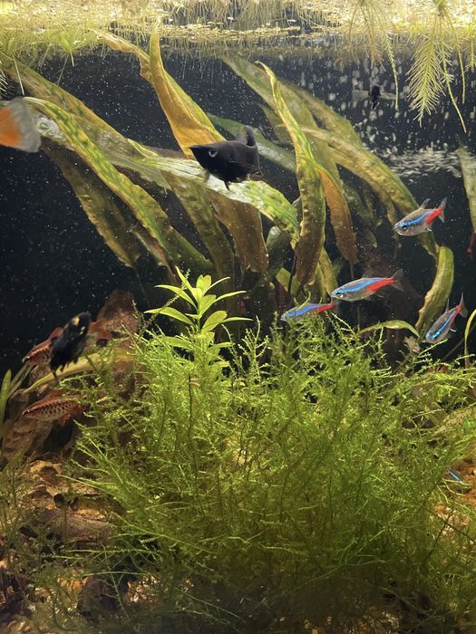 Mech, taxiphyllum barbieri, cryptocoryne, rośliny do akwarium, roślina